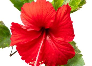 Benefits of Hibiscus : जास्वंदीच्या फुलाचे फायदे