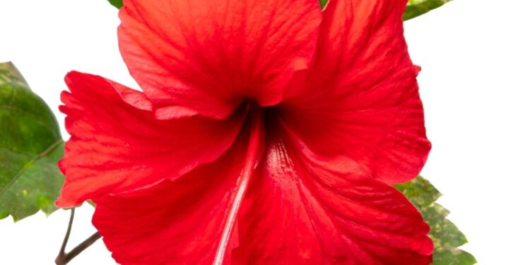 Benefits of Hibiscus : जास्वंदीच्या फुलाचे फायदे