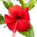 Benefits of Hibiscus : जास्वंदीच्या फुलाचे फायदे